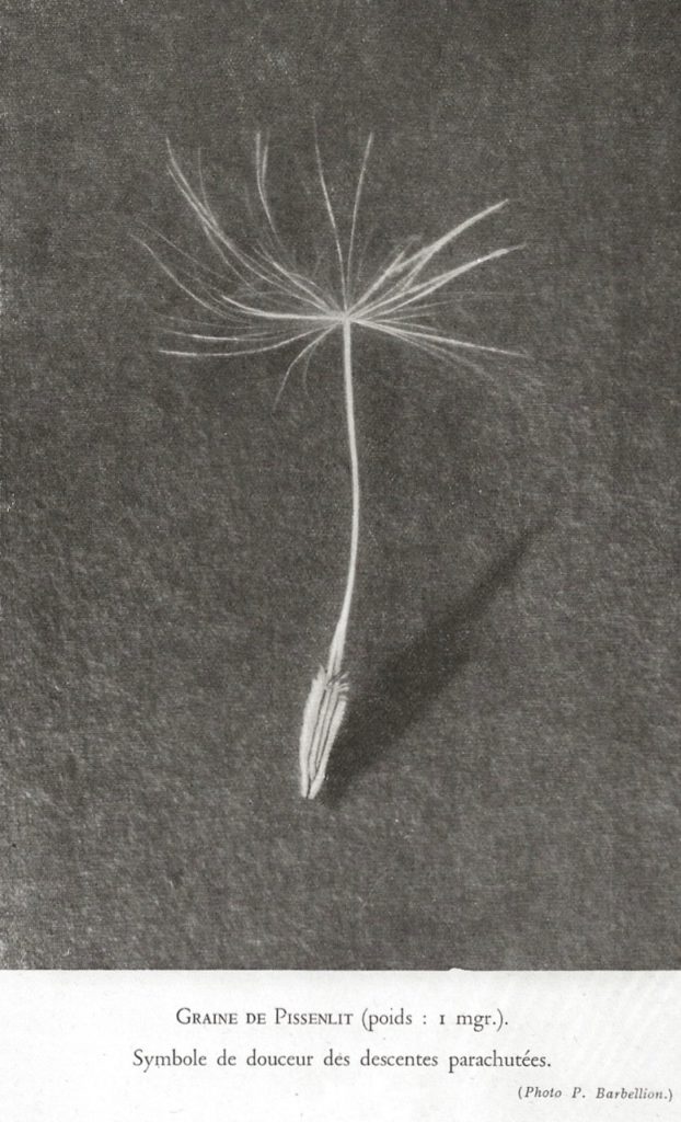 Graine-de-Pissenlit-Descente-parachutée