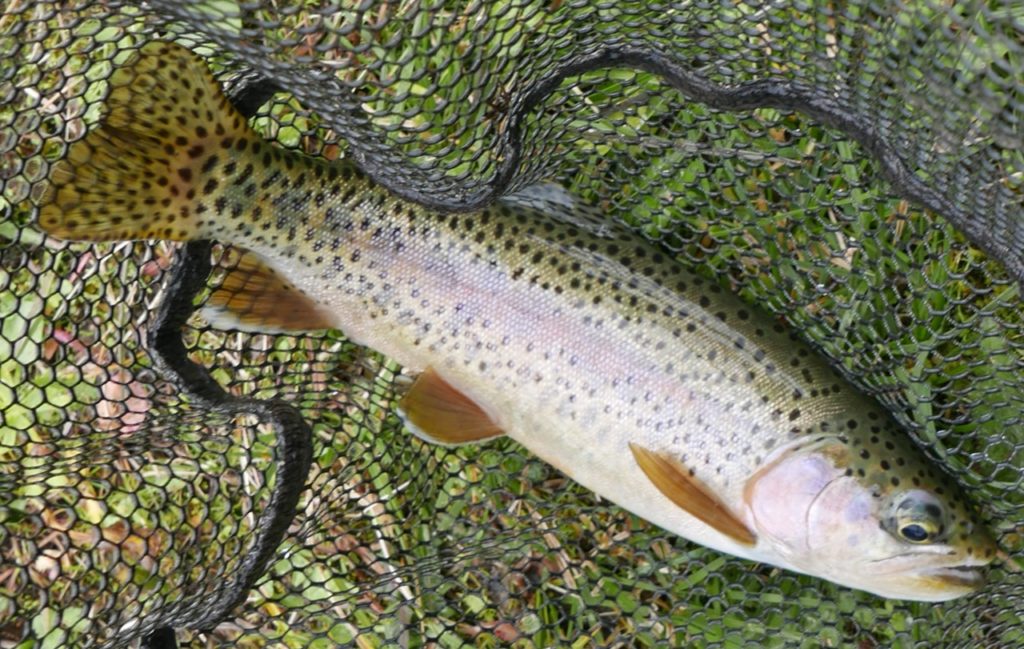 Truite-arc-en-ciel-22sauvage22-mouche-seche-partie-superieure